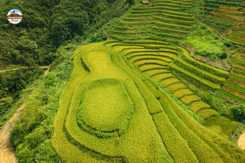 Planting rice season